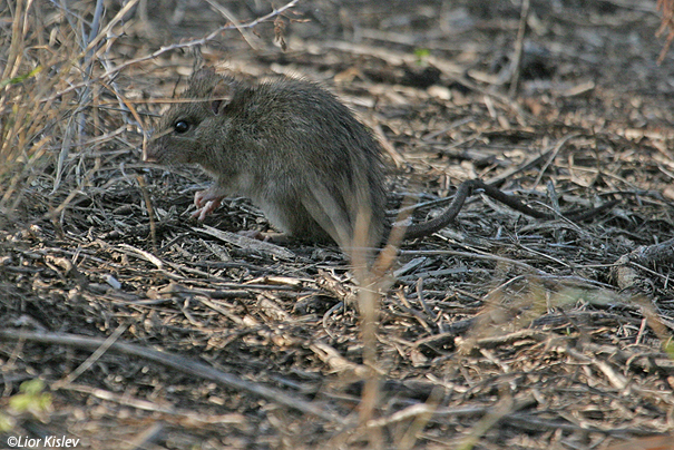 חולדה מצויה House Rat Rattus rattus                                                  חוף הכנרת מרץ 2007.